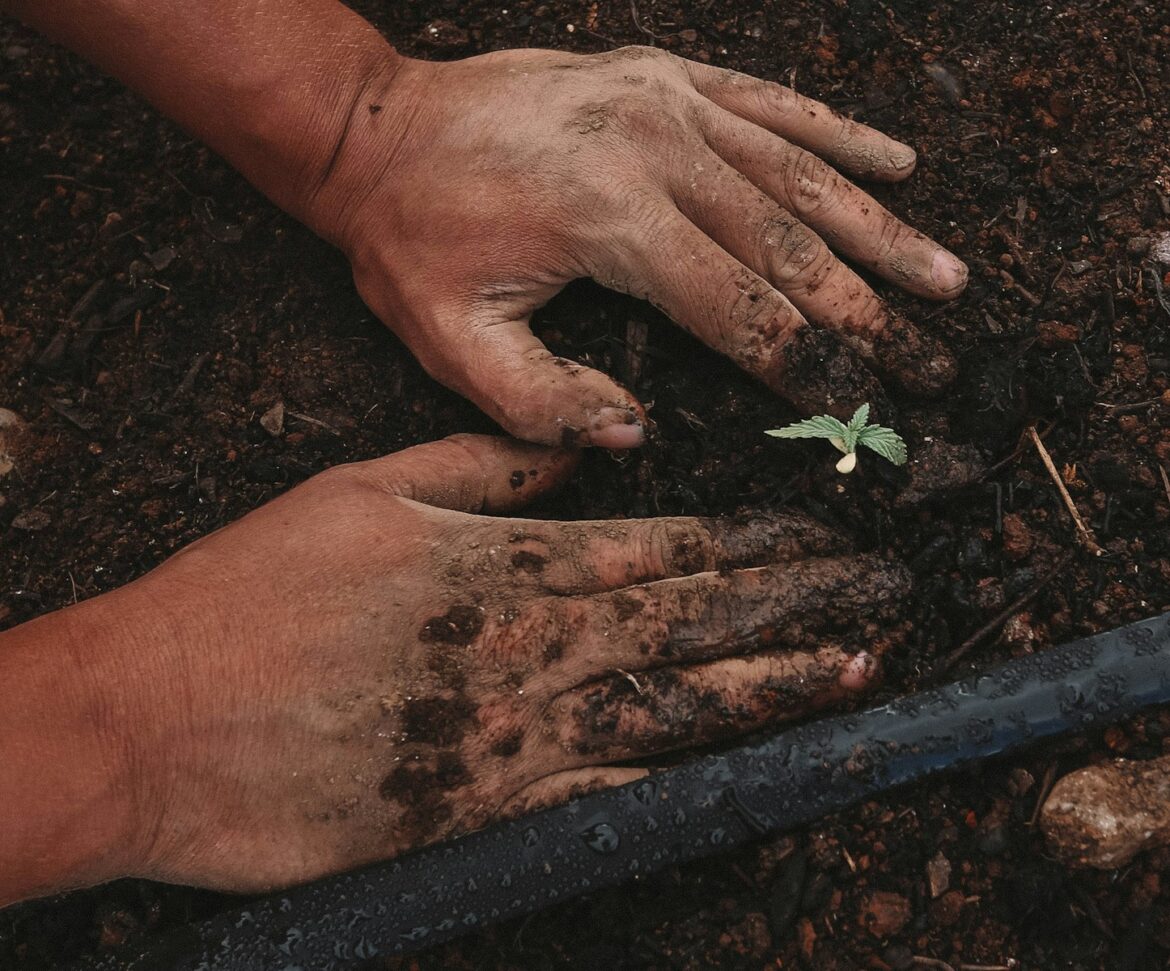 Ce que les débutants doivent absolument savoir sur la graine autofloraison