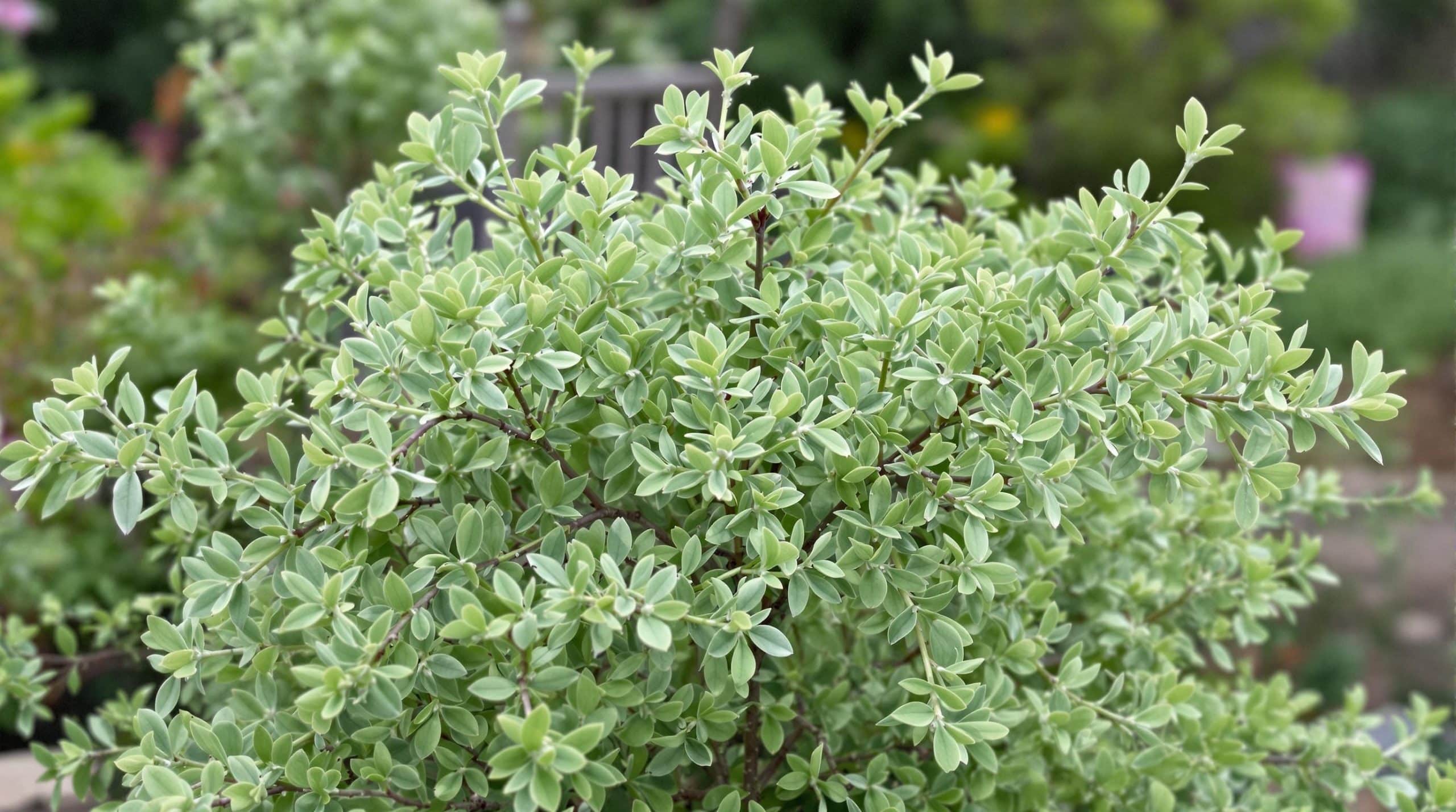 Saule crevette : arbuste d&eacute;coratif et conseils de plantation