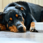 Beauceron : caract&egrave;re, &eacute;ducation et mode de vie de ce chien de berger fran&ccedil;ais